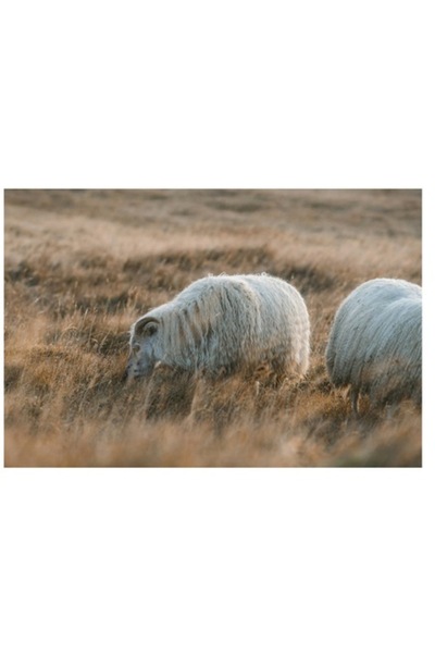 OEM Tablou Canvas, "Oile pasnice in amurg auriu", 90 x 50 cm