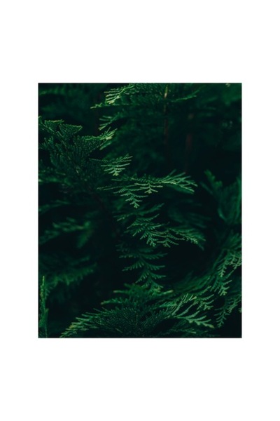 OEM Tablou Canvas, 'Padurea adanca in lumina verde', Frunze, Verde, Textura, Natura, Vitalitate, Prospet