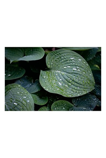 OEM Pictură pe pânză, „Picături de ploaie pe frunze verzi”, Natură, 100 x 70 cm