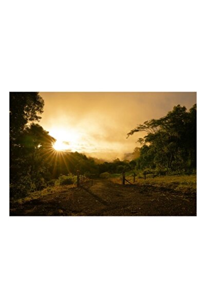 OEM Tablou Canvas, 'Rasarit de soare in padurea senina', 54 x 39 cm