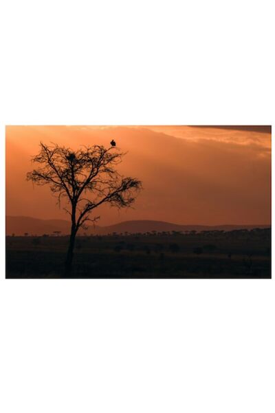 OEM Pictură pe pânză „Un vultur la apus în savană”, Apus de soare, Copac, Pas...