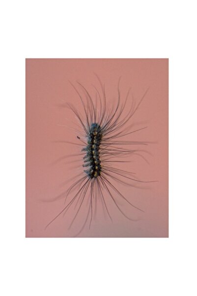 OEM Tablou Canvas, 'Omida Dansand pe Perete Roz', Matase, Fire, Vibratie, Natura, Textura, Detaliu, Cont