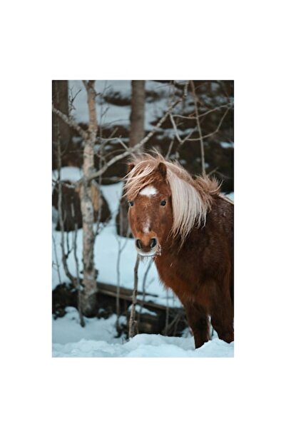 OEM Pictură pe pânză, „Ponei în zăpadă de iarnă”, Cal, Blond, Pădure, Zăpadă,...
