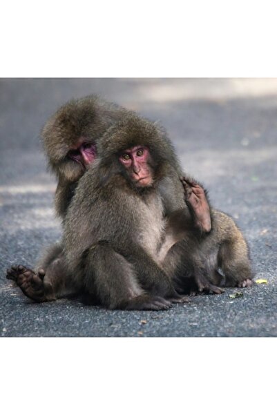 OEM Tablou pe pânză, „Două maimuțe stând pe drum”, 90 x 50cm