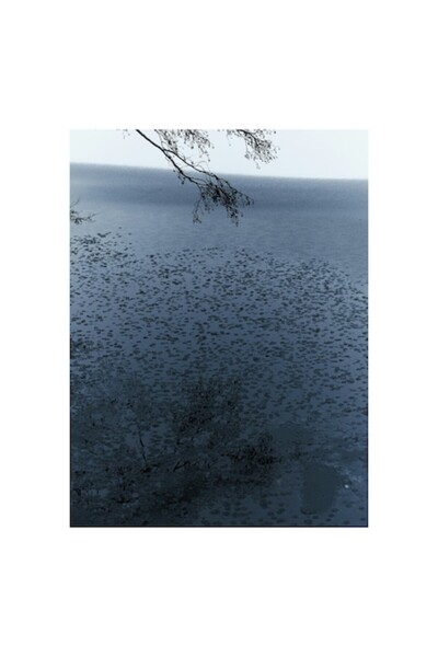 OEM Pictură pe pânză, „Frunziș plutitor pe oglinda apei”, Ramuri, Apă, Reflex...