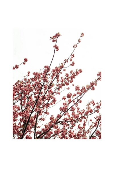 OEM Pictură pe pânză, „Flori de cireș în briză”, Flori, Roz, Ramuri