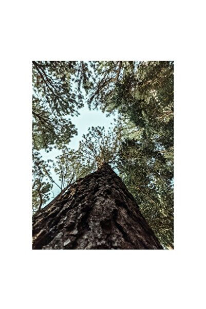 OEM Pictură pe pânză, „Privind spre cer prin copaci înalți”