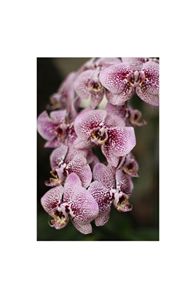 OEM Pictură pe pânză, „Orhidee mov”, elegantă și rafinată