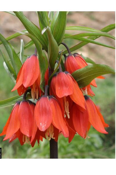 Vipfoni Ters Lale Soğanı 2 Adet