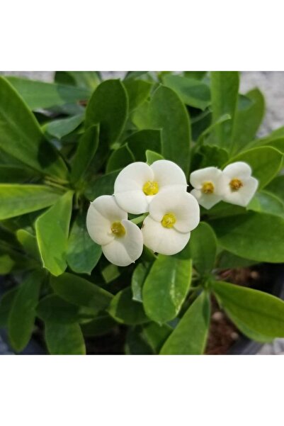 Reyon Bahçe Beyaz Euphorbia Milii / Dikenler Tacı Küçük Saksıda