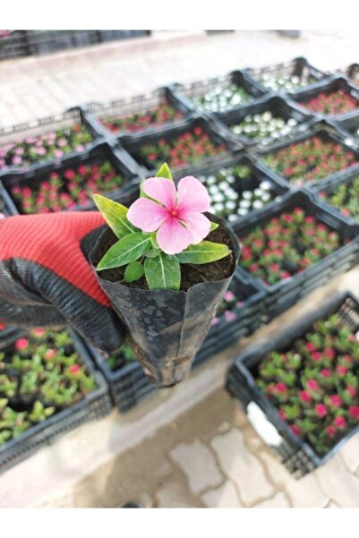 Mevsim Fidancılık Tüplü ( Açık Uçuk Pembe Rozet Çiçeği )( Pervane Çiçeği - Vinca Çiçeği ) ( 7 Lik Tüplerde)