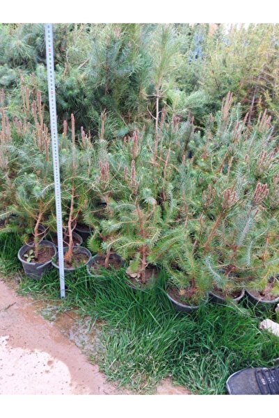 Mevsim Fidancılık Saksılı Fıstık Çamı Fidanı ( 2 Yaşında Boy 50-80 Cm) Çam Fı...