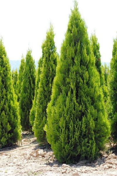 Mevsim Fidancılık Tüplü Altuni Piramit Mazı Fidanı( 2 Yaşında Boyu 60-90 Cm)(...