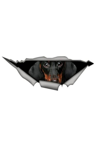 TSC Autocolant pentru mașină pentru câini de rase Dachshund