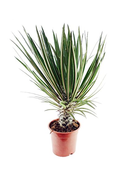 Cemre Garden Pachypodium Lamerei - Madagaskar Palmiyesi - Ev Ofis Salon Iç Mekan Bitkisi - 40 Cm