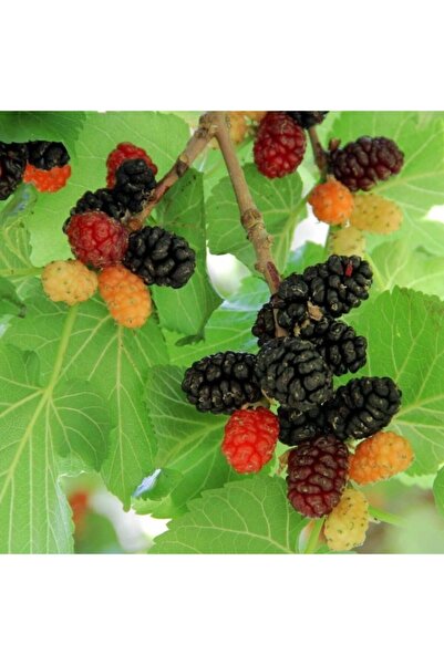 AnamurNaturel Tüplü Morus Sp Urmu Dutu Fidanı Meyve Verme Durumunda (120-200 Cm)