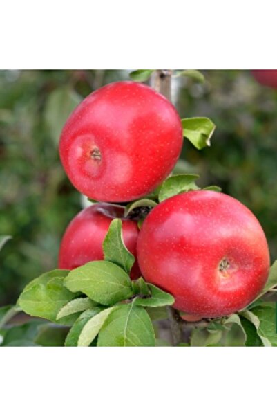 AnamurNaturel Tüplü Aşılı Yarıbodur Sulu Fuji Zhen Aztec (aztek) Elma Fidanı
