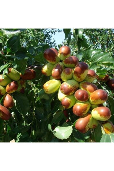 AnamurNaturel Tüplü Big Purple Iri Meyveli Salkım Hünnap Fidanı