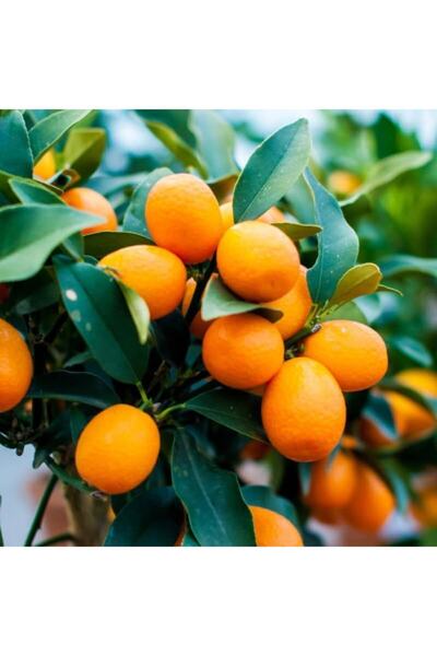 AnamurNaturel Tüplü Aşılı Üzeri Meyveli Nagami Oval Kamkat Fidanı 5 Yaş