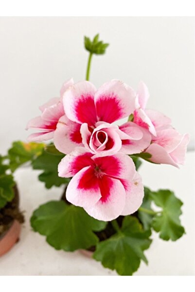 Genel Markalar Sardunya Alacalı Pembe Sakız Sardunya Fidanı 10-20 cm