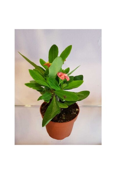 Genel Markalar Dikenler Tacı Euphorbia Milli Fidanı 10-20 cm