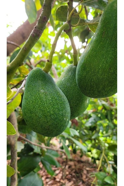 ADKTROPİKAL 1 ADET 200 GR ÜSTÜ AVOKADO