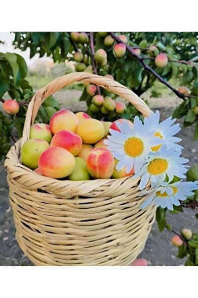 Greenosier Hasır Sepet,yumurta Sepeti Bambu Sepet