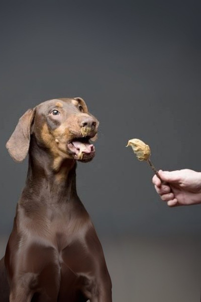 Patinut Ödül Maması - Kedi Ve Köpekler Için Fıstık Ezmesi - 340 gr