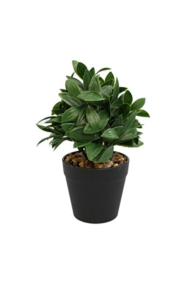 Ella Home Italia Aranjament In Ghiveci, Verde, Plastic, 20Cm - Verde, Plastic...