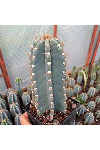 cantropikal Cereus Jamacaru, 30 Cm Boyunda Beyaz Atlas Benzeri Çiçek Açan Kaktüs