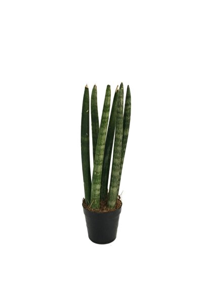 Betonish Sansevieria Cylindrica (Paşa Kılıcı)