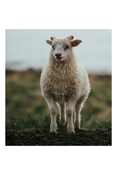 OEM Tablou Canvas, "Mielul pe dealul inverzit", Pufos, Bland, Miel, Natura, H...