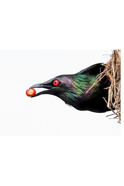 OEM Pictură pe pânză, „Pasăre cu pene iridescente și fructe de pădure roșii”