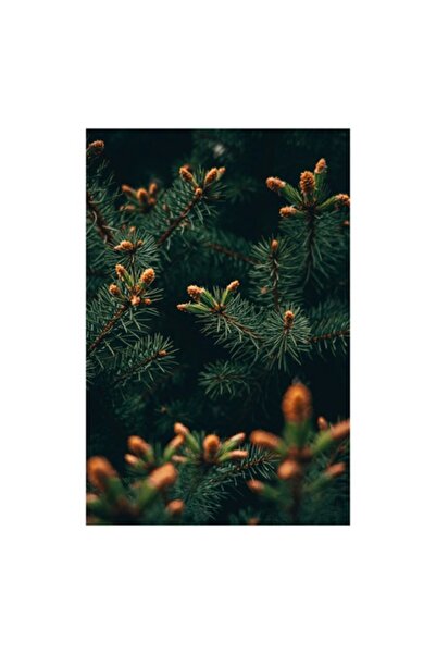 OEM Pictură pe pânză, „Renaștere de primăvară printre brazi”, Verde, Textură ...