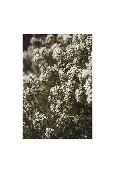 OEM Pictură pe pânză „Flori albe la soare”, 26 x 39cm