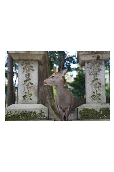 OEM Tablou Canvas, 'Caprioara printre altare vechi in padure', Cerb, Padure, ...