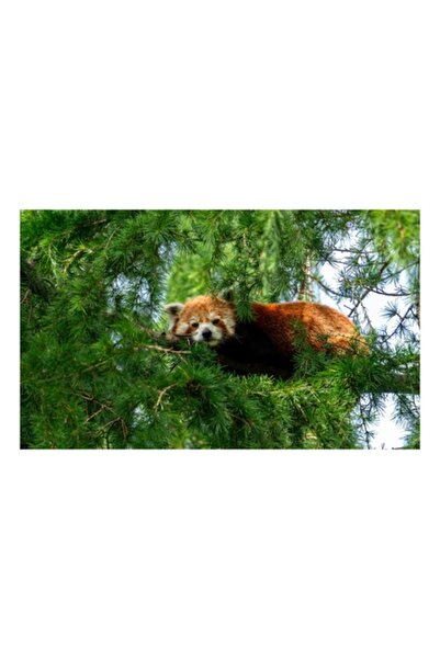 OEM Pictură pe pânză, „Panda roșu odihnindu-se în copac”, 70 x 50 cm