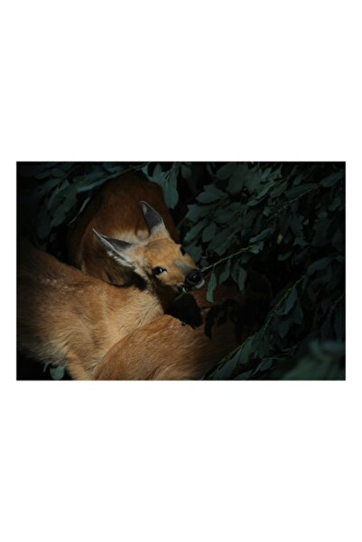 OEM Tablou Canvas, "Caprioare printre frunze de smarald"