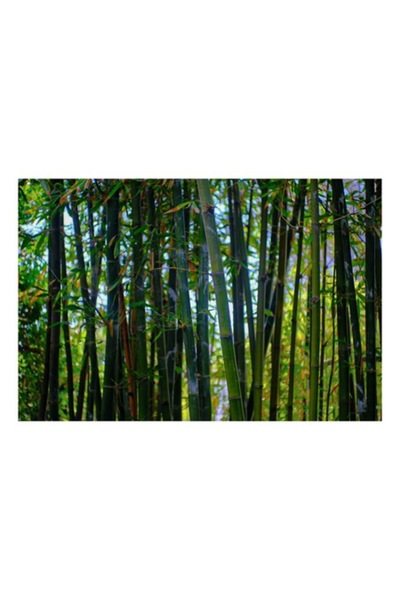 OEM Tablou Canvas, "Padurea linistita de bambus verde", Bambus, Frunzis, Verde, Densitate, Natura, Lumin