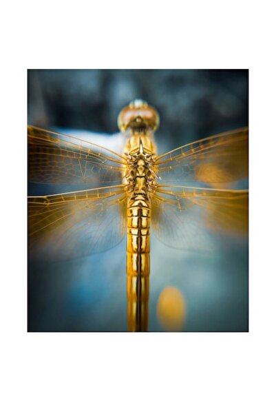 OEM Tablou Canvas, 'Libelula aurie in zbor static', Delicate, Simetrie, Aripi...