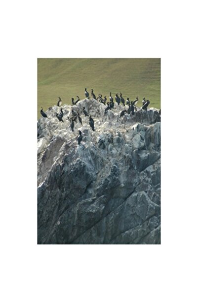 OEM Pictură pe pânză, „Cormorani care se odihnesc pe stânci accidentate”, Păs...