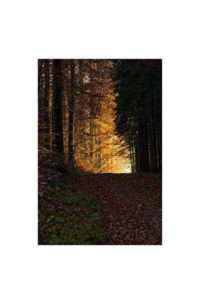 OEM Tablou Canvas, 'Poteca padurii in lumina diminetii', Copaci, Frunzis, Toamna, Luminis, Poteca, Seren