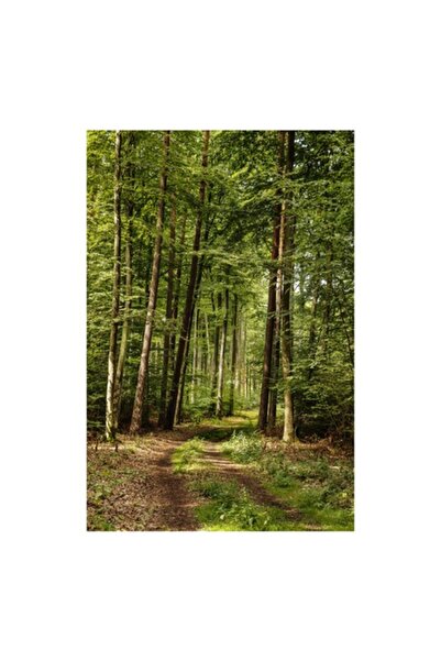 OEM Pictură pe pânză „Cărare de vară în pădure”, 70 x 100 cm