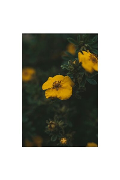 OEM Pictură pe pânză „Floare galbenă în lumina apusului” - 100 x 150cm