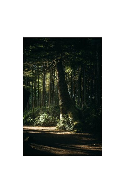 OEM Tablou Canvas, 'Lumina blanda a codrului umbros', 50 x 70 cm