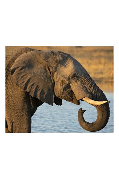 OEM Tablou pânză „Elefant lângă apă la apus”, 90 x 50 cm