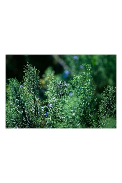 OEM Pictură pe pânză, „Dans vegetal în lumina verii”, Natură, Verdeață, Flori...