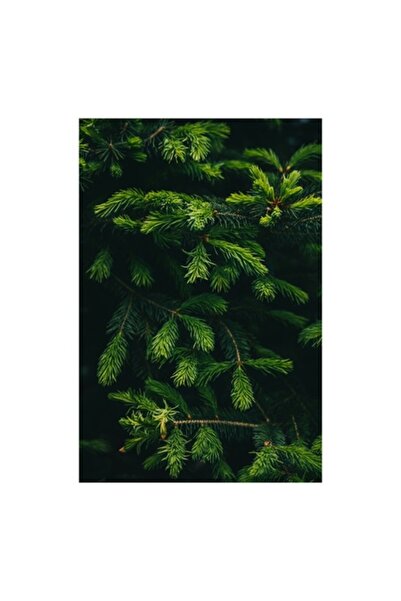 OEM Tablou Canvas, 'Crengile verzi ale unui brad', Verde, Frunze, Ramuri, Nat...