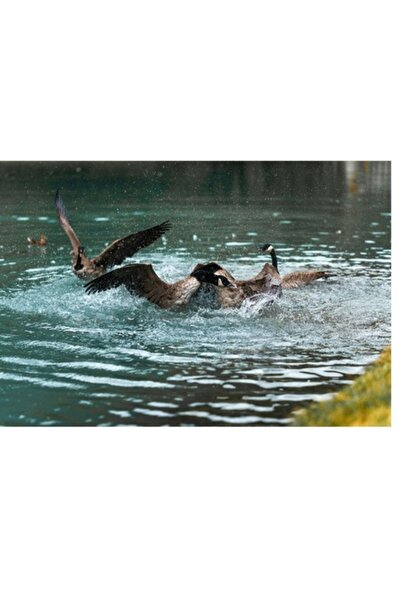 OEM Pictură pe pânză, „Dansul rațelor în ploaia de vară”, Plutire, Zbor, Aterizare, Strălucire, Apă, Aripă, Rață,