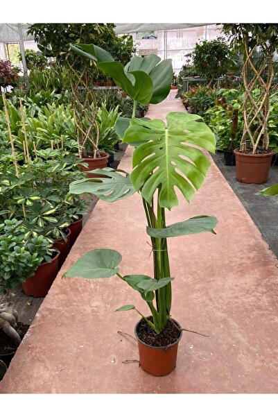 Bitkim Sende Deve Tabanı Monstera Deliciosa Ithal Orta Boy
